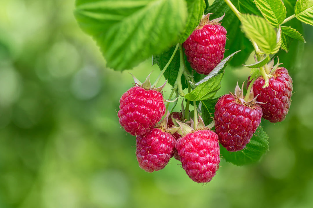 10 Surprising Benefits of Red Raspberry Seed Oil
