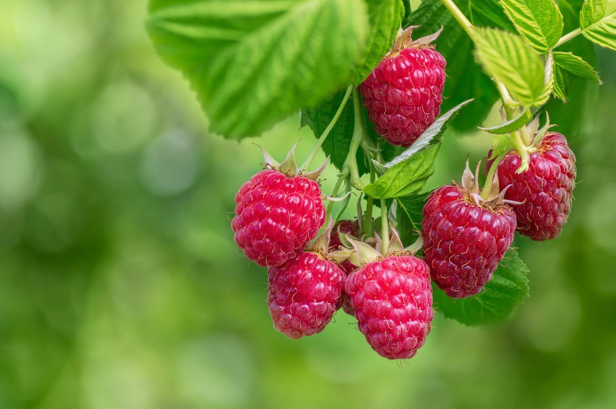 10 Surprising Benefits of Red Raspberry Seed Oil